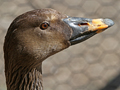 Thick-billed Bean Goose